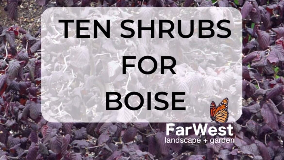 10 Shrubs for Boise, Idaho 10 Shrubs for Boise, Idaho