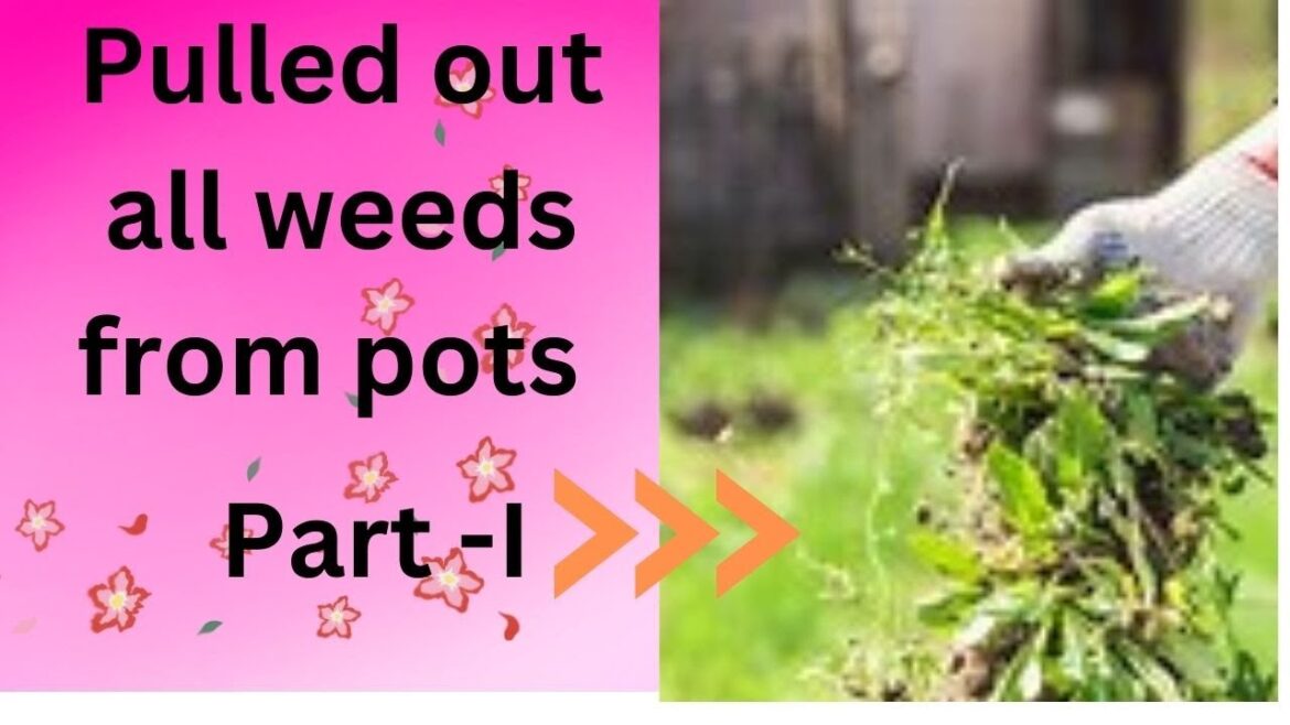 Pulled out all the weeds from pots Part-I Pulled out all the weeds from pots Part-I