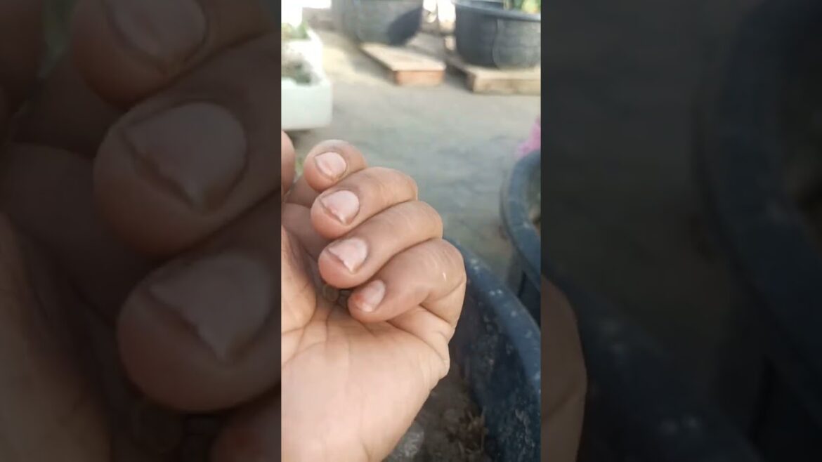 भिंडी #shorts #youtubeshorts #viral #gardening #vegetablesgarden #garden #terracegarden भिंडी #shorts #youtubeshorts #viral #gardening #vegetablesgarden #garden #terracegarden