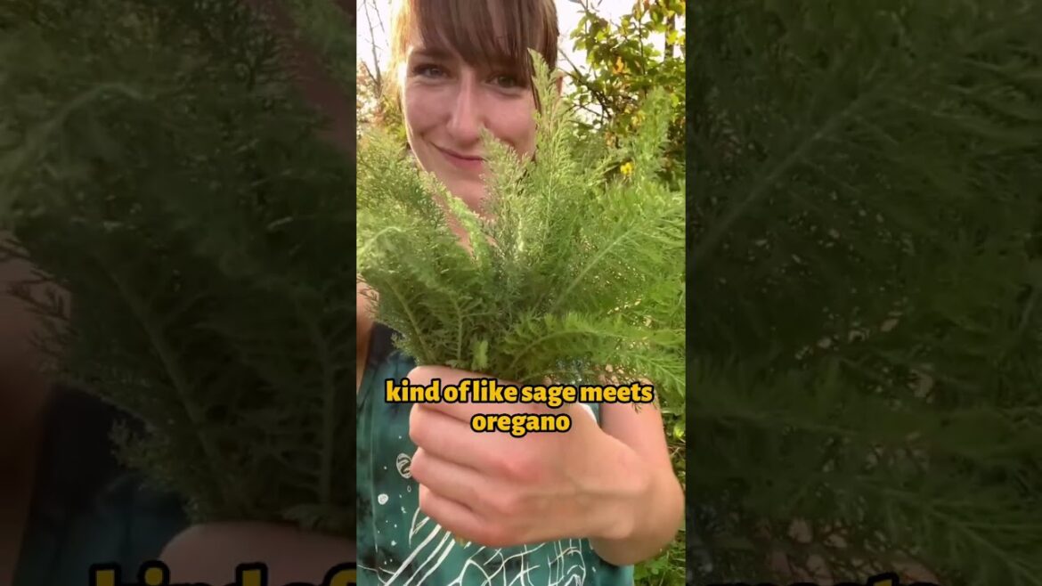 The Magic of Yarrow: A Versatile Plant for Healing #shorts