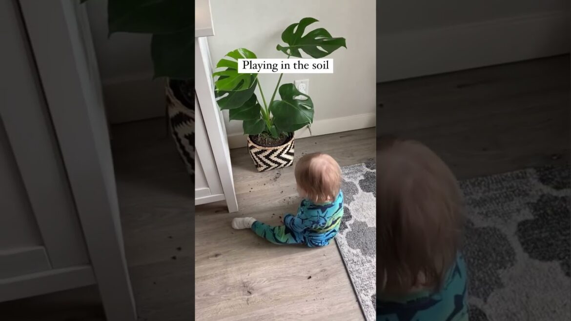 Gardening • Balcony garden • Terrace Garden • Indoor Gardening • Outdoor Gardening • Tips  #Shorts