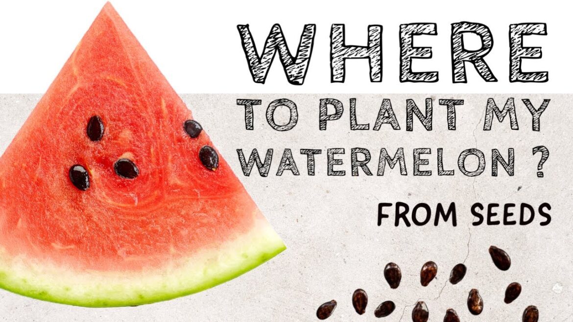 Watermelon 🍉 from SEED! Location? [ for limited space backyard garden]