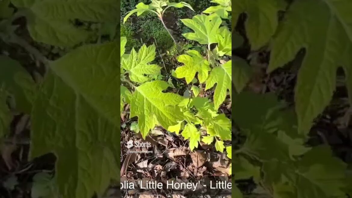 Little Honey Oakleaf Hydrangea: A Must-Have Plant for Your Modern Garden Design