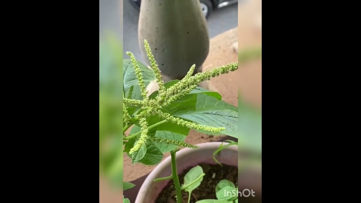 Amaranth vegetable seeding