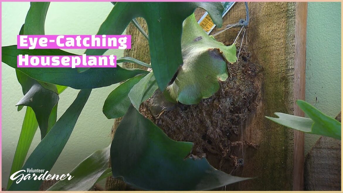 Staghorn Fern – How to Mount | Volunteer Gardener Staghorn Fern - How to Mount | Volunteer Gardener