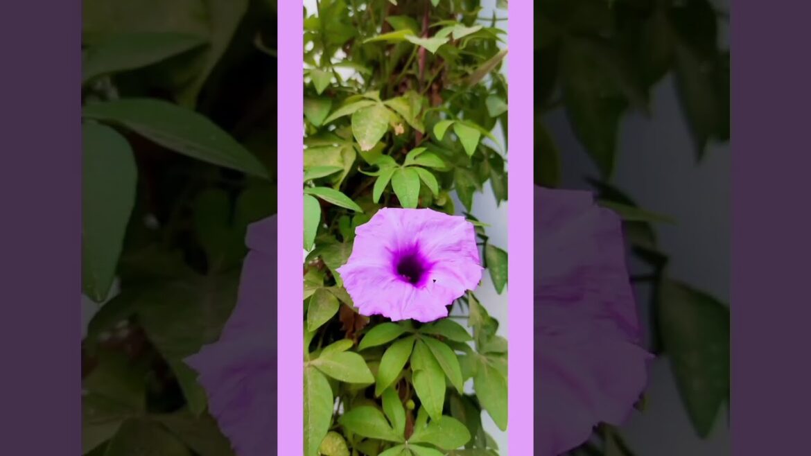 flower #shorts #utubeshorts