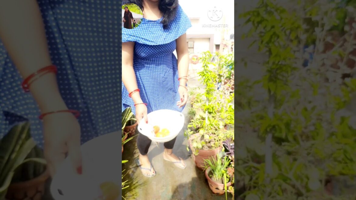 How To Grow Plant In A Small POTS lll #harvestingtime #harvestingvegetables #vegetablegarden #shorts