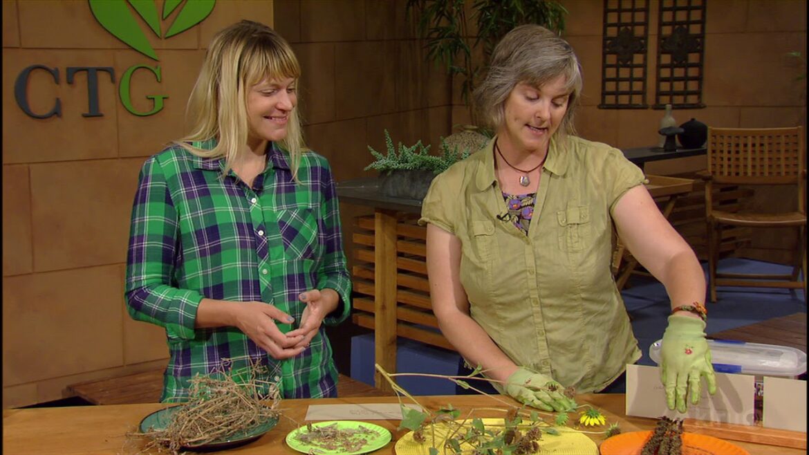 How to Save Seeds |Leah Churner & Colleen Dieter |Central Texas Gardener