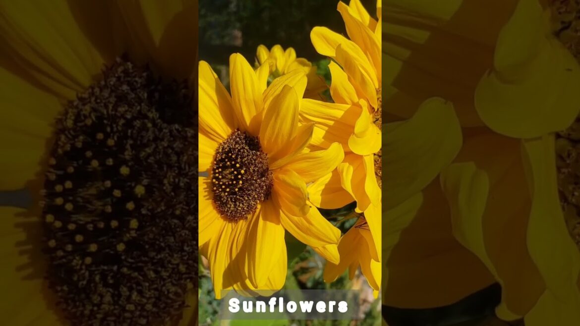 Garden update! See what is blooming in my garden!  #gardening #gardens #vegetables #garden