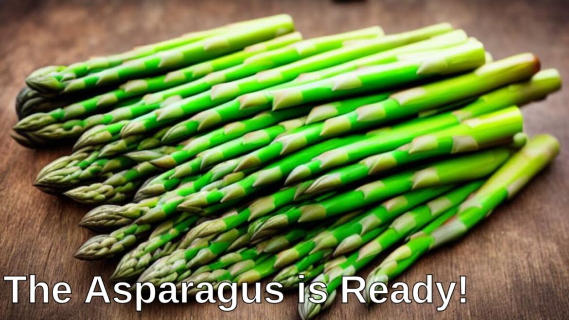 Watch What Happens When My Asparagus Reaches Maturity! container gardening Watch What Happens When My Asparagus Reaches Maturity! container gardening