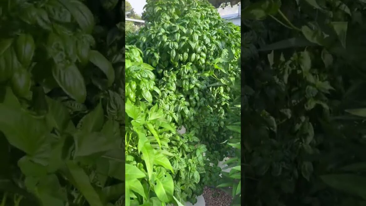 44 plants basil plants growing on one aeroponic tower