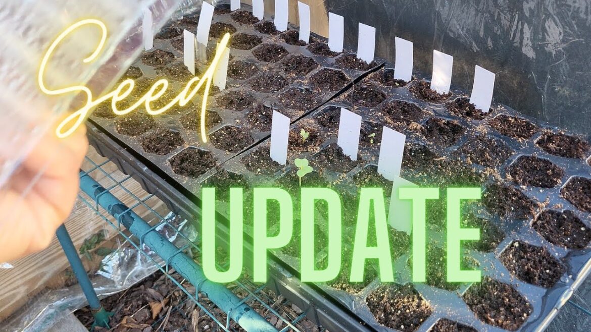 Seed Update | What's going on in my garden? | Backyard Container Gardening