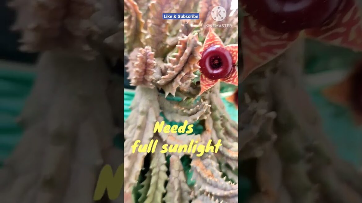 Zebrina huernia@Rooted Greens #shorts #grow #shortvideos #gardening #nursery #houseplants #easyplant