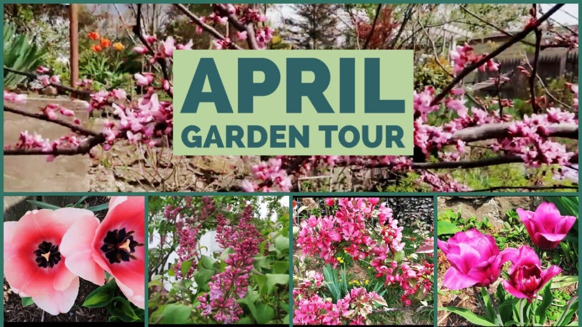 🪴🌷🐰 April Garden Tour: Week 3 🪴🌷🐰