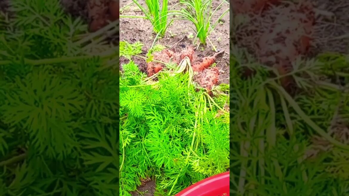 fresh Vegetable from the Backyard||fresh and Organic #yearofyou #trending #satisfying #shorts
