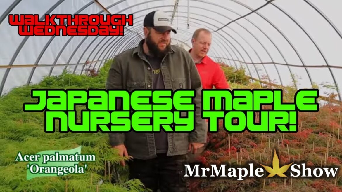Springtime Japanese Maple Nursery Tour! Join us though the 128’ Greenhouse! | Walkthrough Wednesday Springtime Japanese Maple Nursery Tour! Join us though the 128’ Greenhouse! | Walkthrough Wednesday