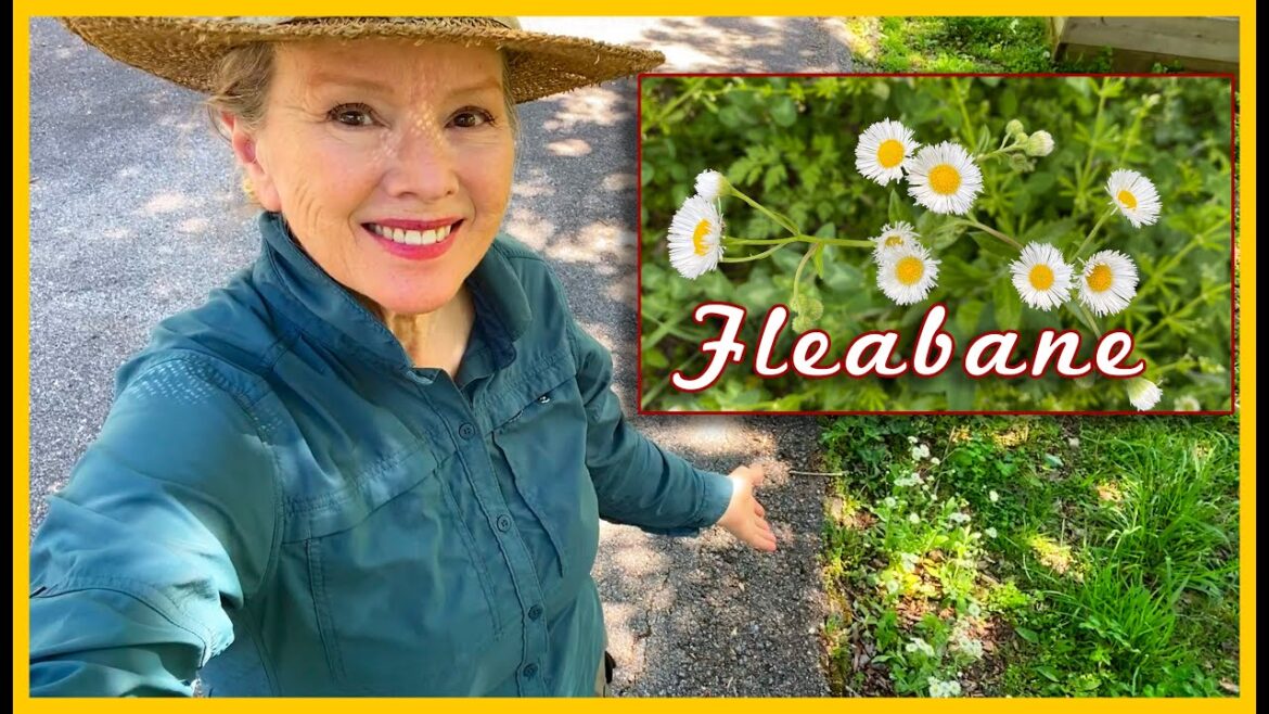 Kaye Kittrell: DON’T CUT THIS WEED! (Fleabane) DON'T CUT THIS WEED! (Fleabane)