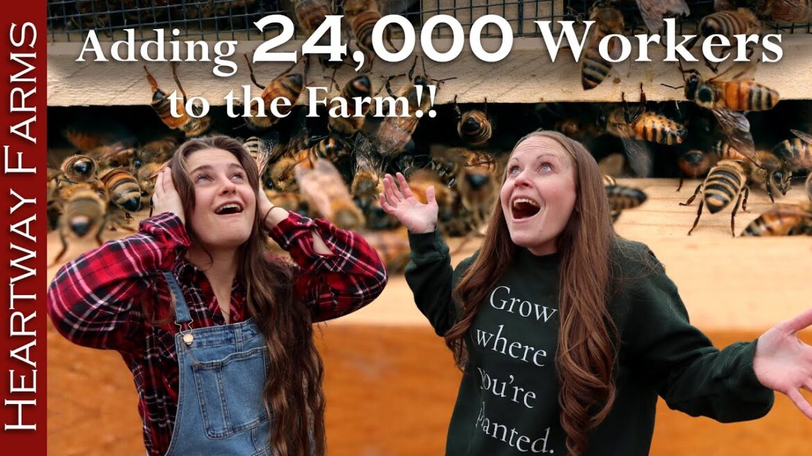 Raising Honey Bees in a pollinator garden | What to do when you get bees #bees #gardening Raising Honey Bees in a pollinator garden | What to do when you get bees #bees #gardening