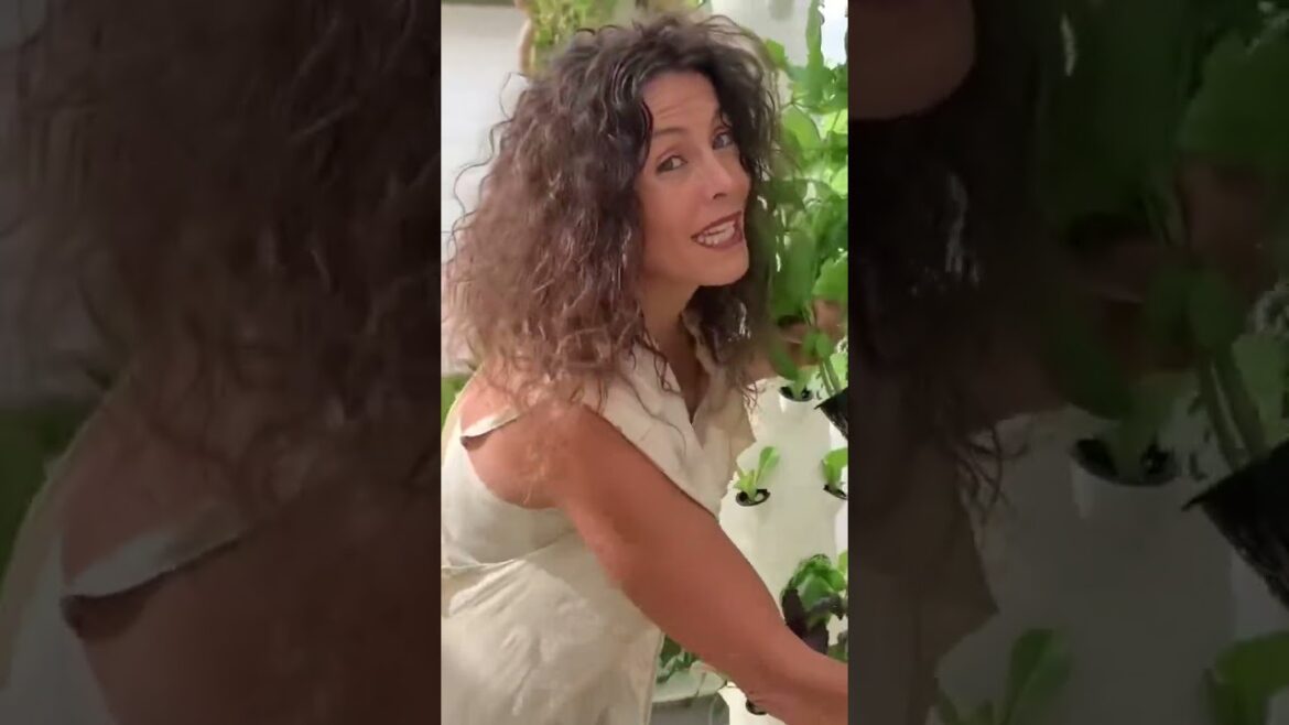 Basil harvest from our aeroponic Tower Garden! 🌱