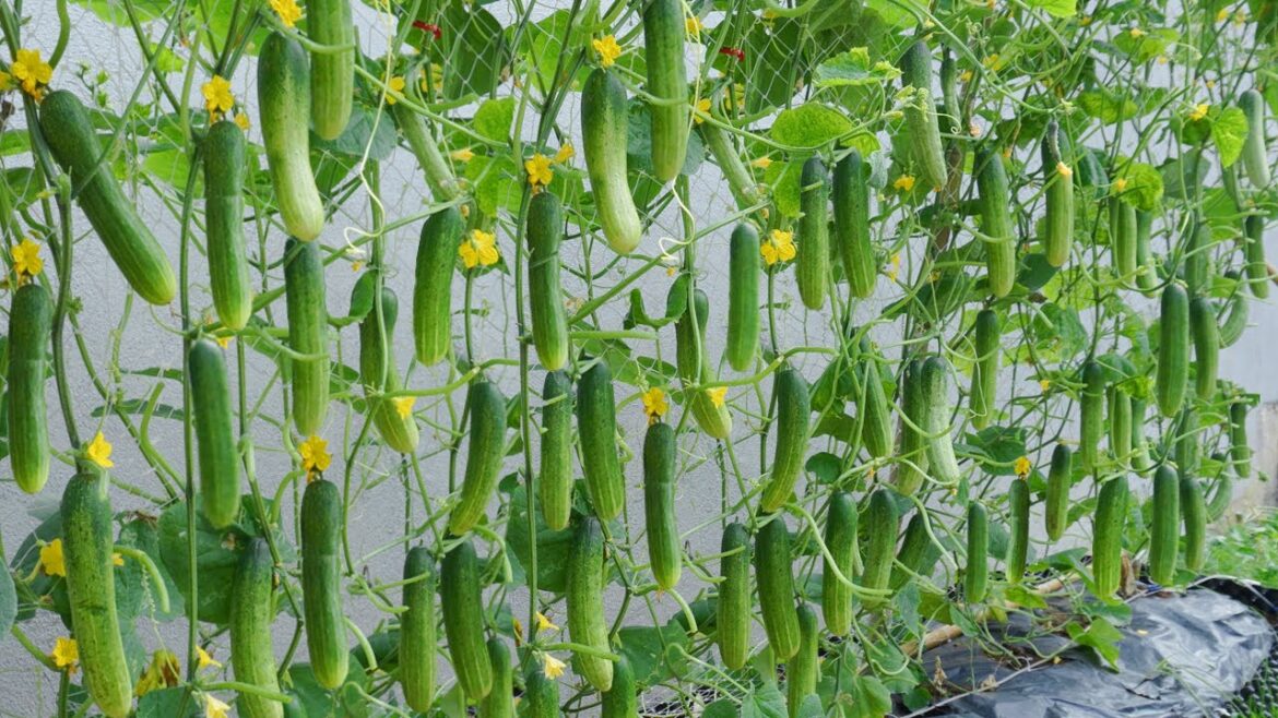 Do you want to know tips for growing high-yielding cucumbers at home?Cucumber growing skills Do you want to know tips for growing high-yielding cucumbers at home?Cucumber growing skills