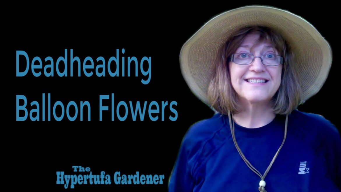 Deadheading Balloon Flowers | The Hypertufa Gardener Deadheading Balloon Flowers | The Hypertufa Gardener