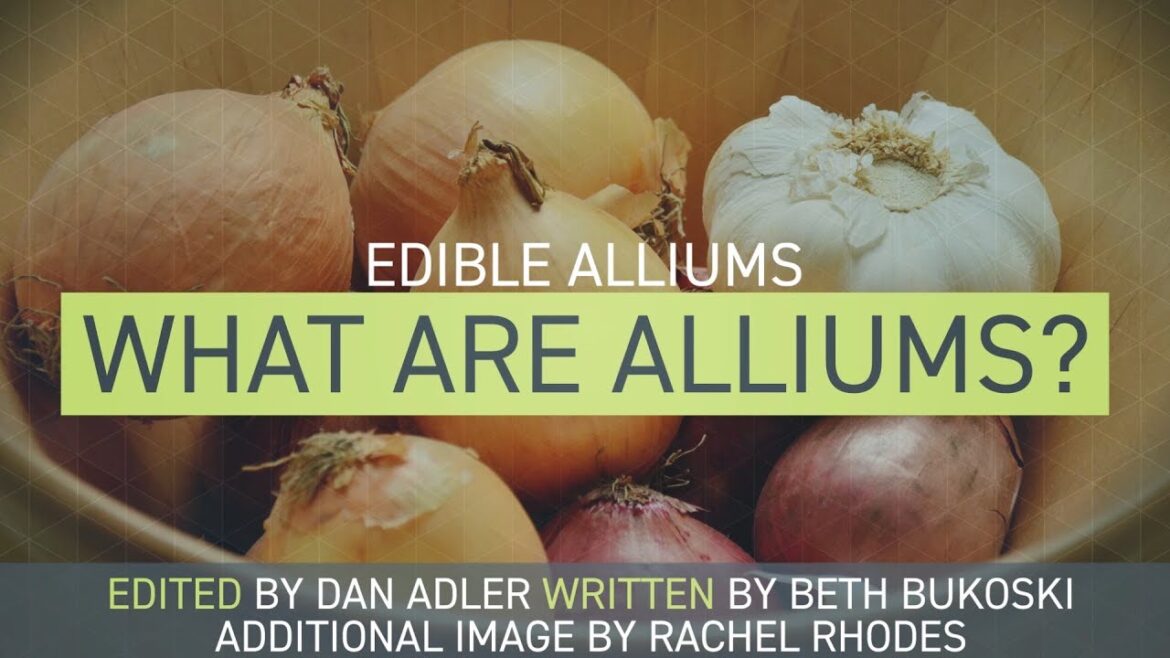 Edible Alliums - What Are Alliums?
