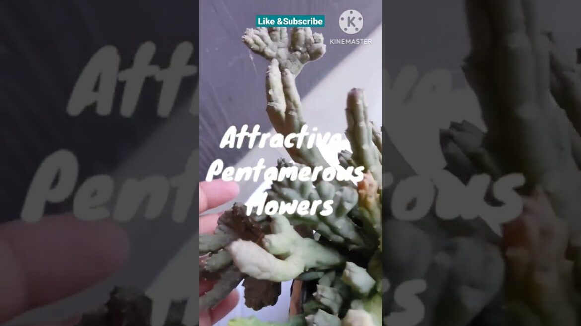 Stapelia@Rooted Greens# shorts #short videos #tutorials #how to #houseplants #Indoor plants #decor Stapelia@Rooted Greens# shorts #short videos #tutorials #how to #houseplants #Indoor plants #decor