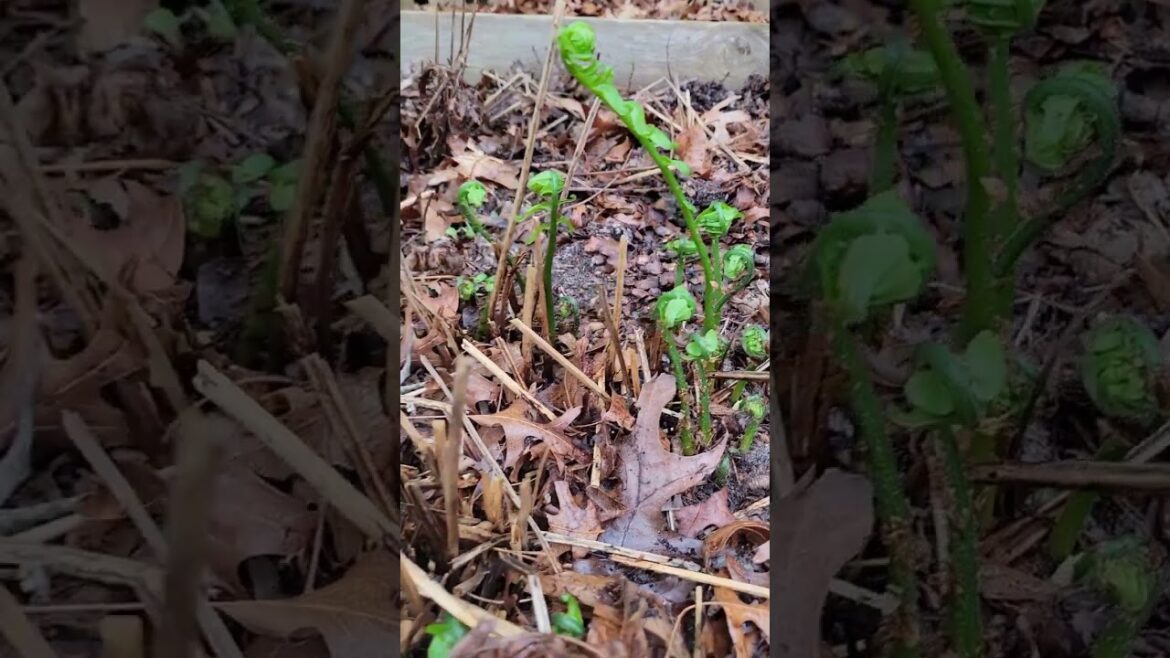 3 native edible spring plants for shady gardens
