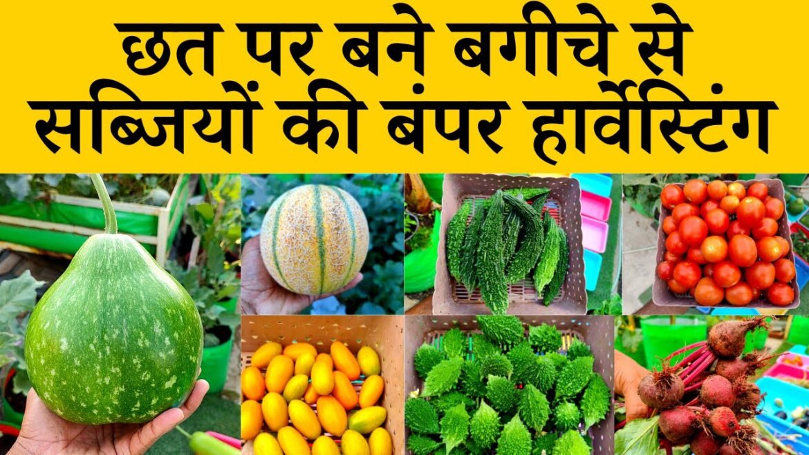 Great Harvesting From My Terrace Garden | Summer Season Vegetable Harvest Video | Terrace Gardening Great Harvesting From My Terrace Garden | Summer Season Vegetable Harvest Video | Terrace Gardening