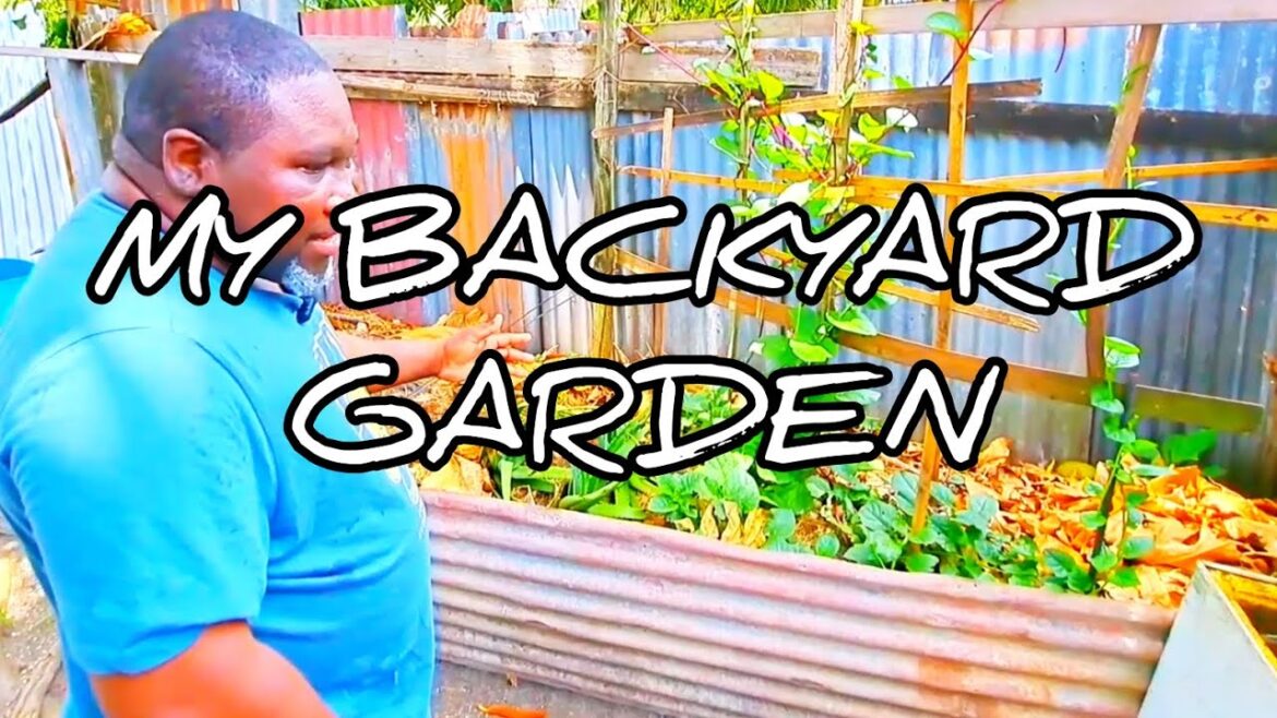My Backyard Garden Tour | #gardeningthroughthewindow My Backyard Garden Tour | #gardeningthroughthewindow