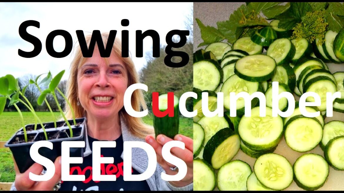 Vegetable gardening: Growing Cucumbers by Sowing and germinating Seeds Vegetable gardening: Growing Cucumbers by Sowing and germinating Seeds