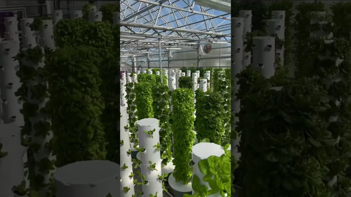 Aeroponic leafy greens growing abundantly and productively
