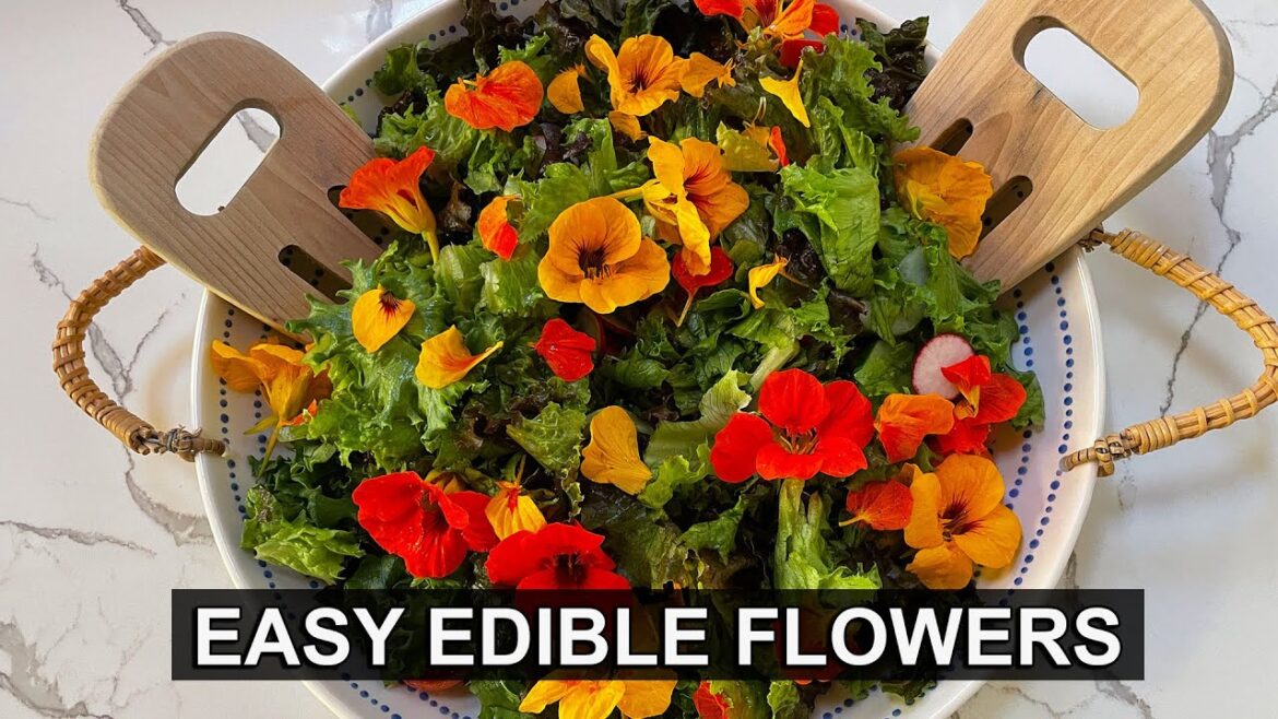 Nasturtium Flowers: An Easy, Edible Addition to Spice Up Your Garden (and Your Cooking)
