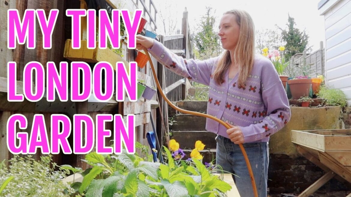 MY TINY LONDON GARDEN / GARDENING FOR BEGINNERS MY TINY LONDON GARDEN / GARDENING FOR BEGINNERS