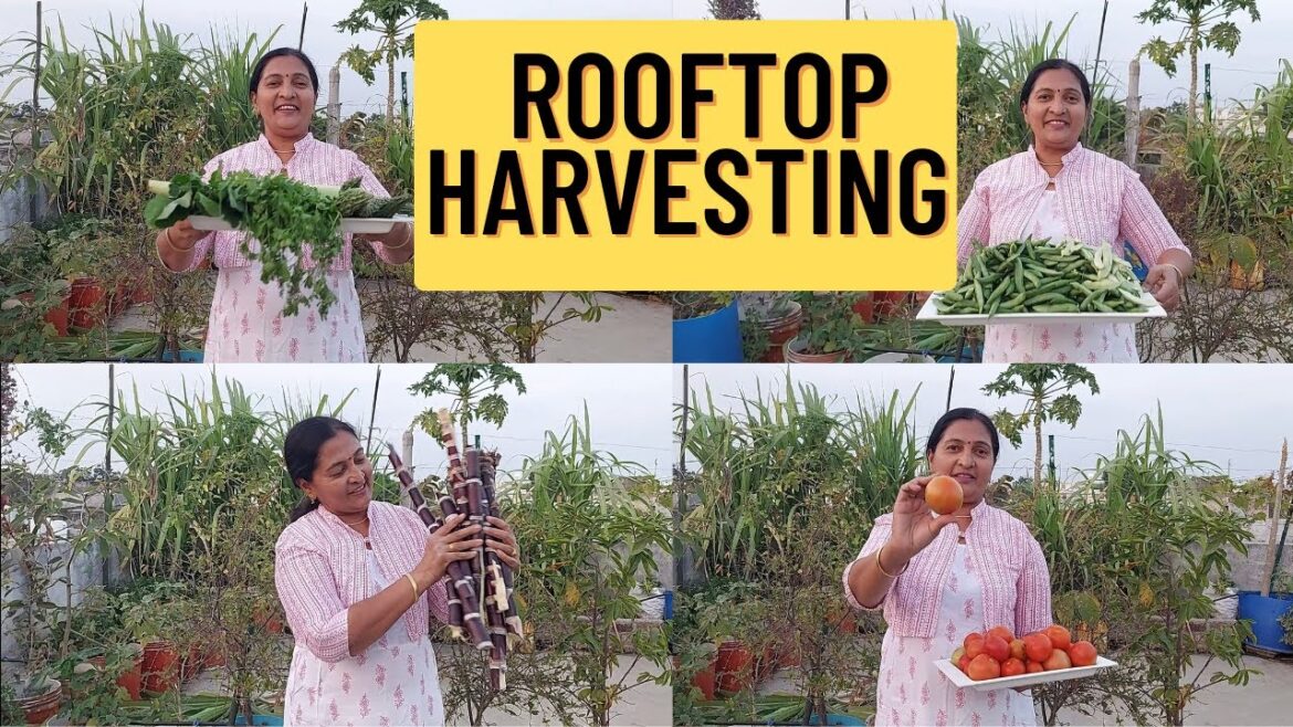Rooftop Harvesting With Gardening Tips || How To Take Care Of Plants In Summer || Water Management | Rooftop Harvesting With Gardening Tips || How To Take Care Of Plants In Summer || Water Management |