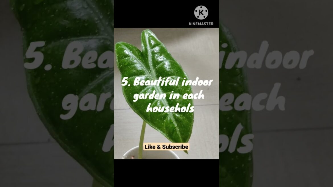 Introducing Rooted Greens@Rooted Greens #short #shortsvideo #how to #houseplants # tutorials #decor Introducing Rooted Greens@Rooted Greens #short #shortsvideo #how to #houseplants # tutorials #decor