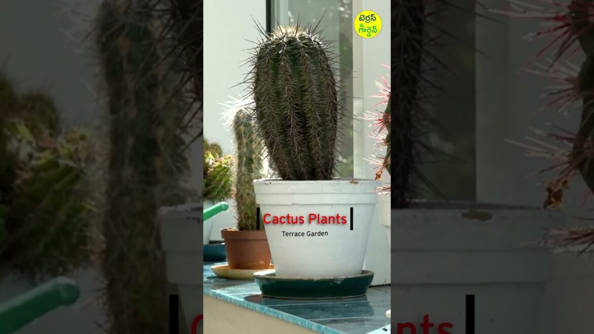 Cactus Plants - Terrace Garden