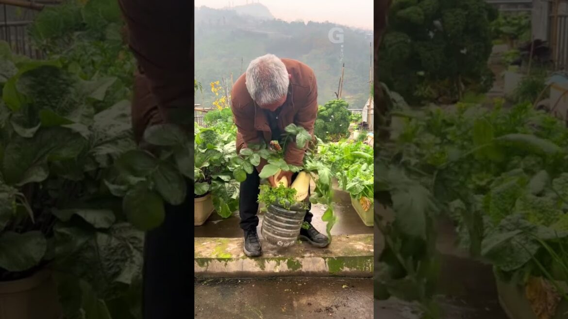Grandpa grow Radish in a plastic bottle #gardening #vegetables G4530
