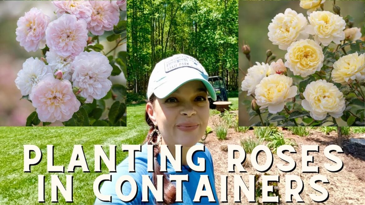 How to Plant A Rose in a Container - More David Austins! | Gardening with Creekside