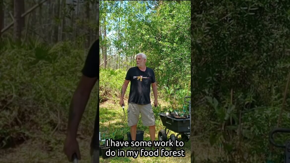 #shorts Food Forest Summer Plans And Goals