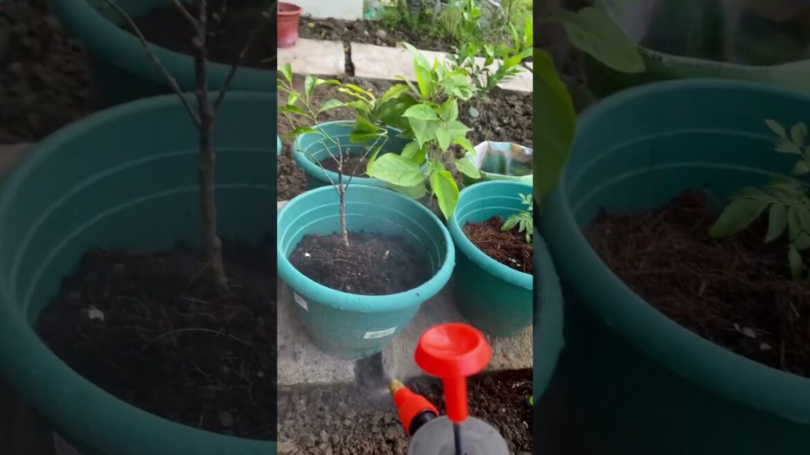 Effective Organic Fish Amino Acid Foliar Spray For Plants #gardening #garden #gardeningtips #organic