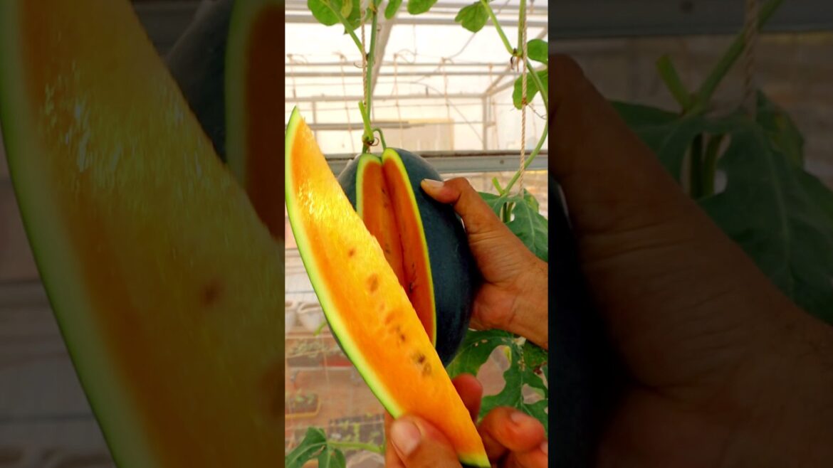 Garden ideas- Grow Watermelon in container