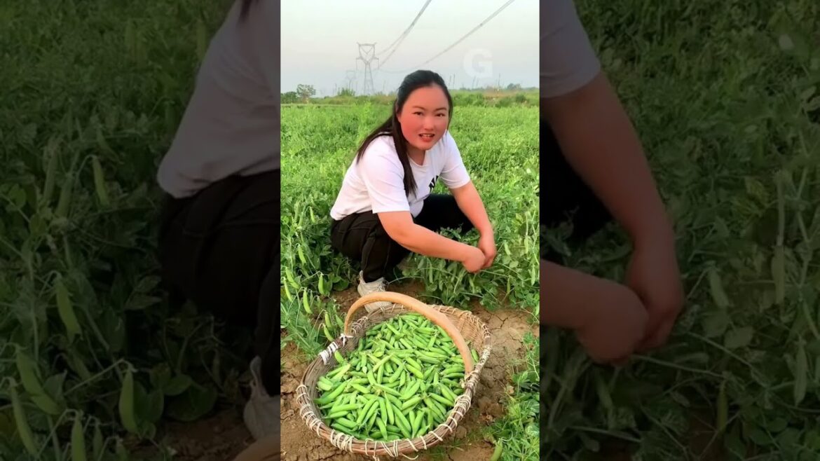 Who like to eat Peas? #gardening #vegetables G4625
