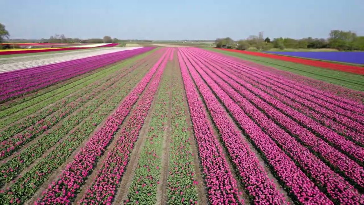 When tulip mania dies down, all that remains are pretty flowers. 4k Relaxing Video : @syed0004