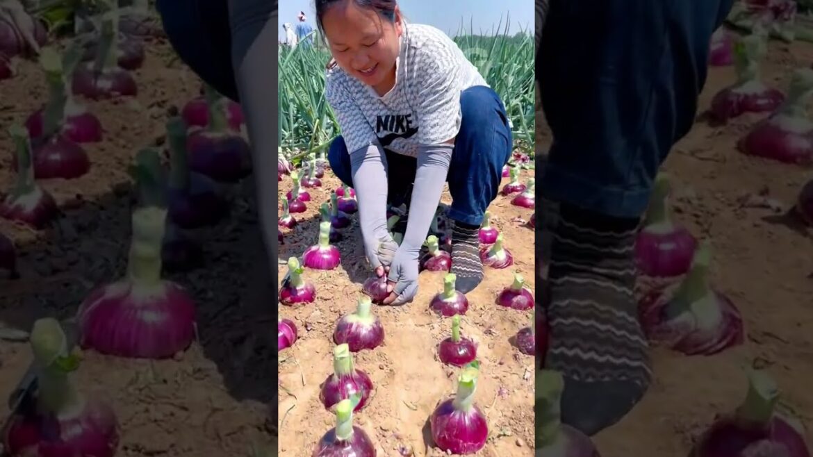 Purple Onions satisfying #agriculture #harvesting G4598