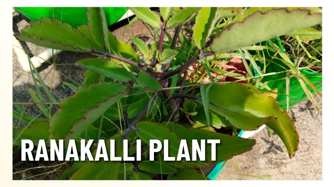 RANAKALLI PLANT || RANAKALLI || GARDENING TIPS || GARDENING || GARDEN || TIPS FOR GARDENING. RANAKALLI PLANT || RANAKALLI || GARDENING TIPS || GARDENING || GARDEN || TIPS FOR GARDENING.