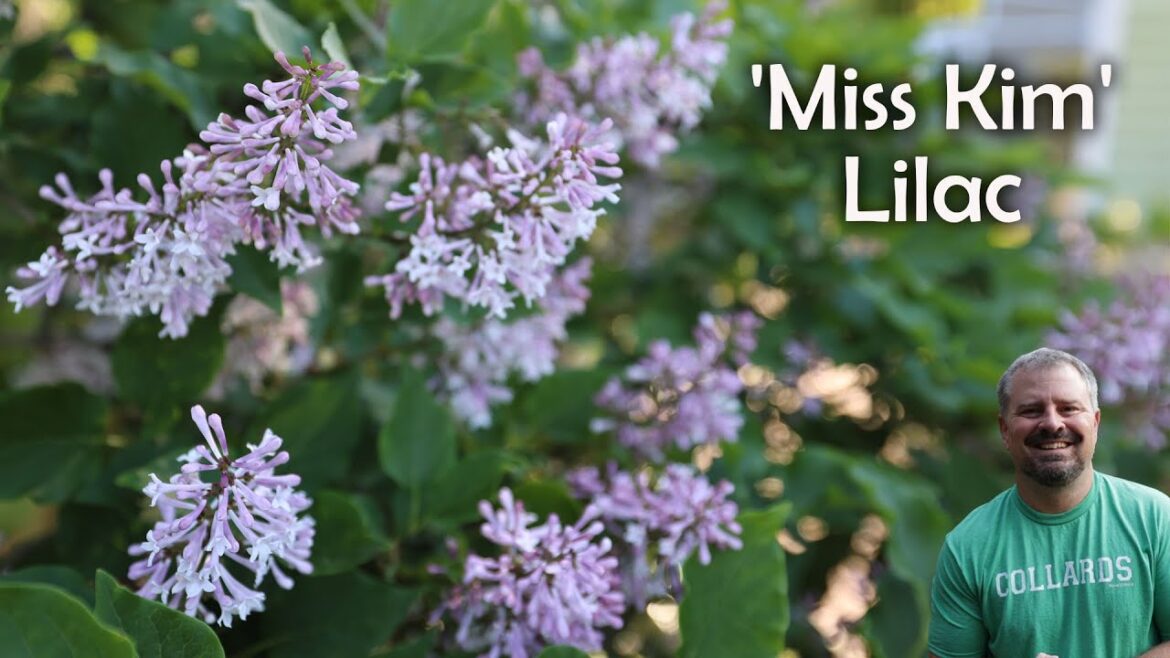 ‘Miss Kim’ Lilac – Syringa pubescens subsp. patula ‘Miss Kim 'Miss Kim' Lilac - Syringa pubescens subsp. patula 'Miss Kim