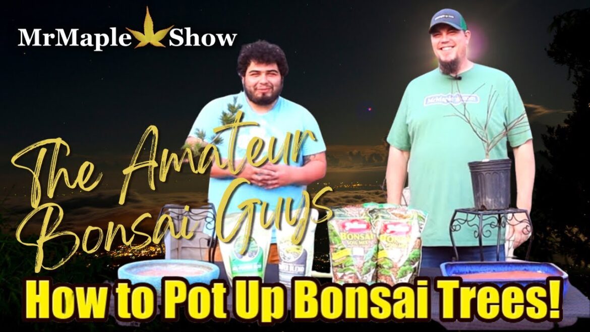 The Bonsai Guys | How to Pot Up Bonsai Trees! | MrMaple Show