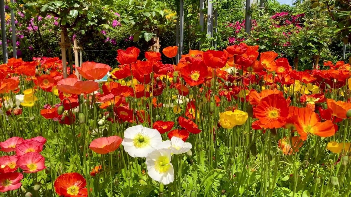 Change, grow, rearrange yourself. Free and beautiful things always bloom. #syednadeemmedia #viral Change, grow, rearrange yourself. Free and beautiful things always bloom. #syednadeemmedia #viral