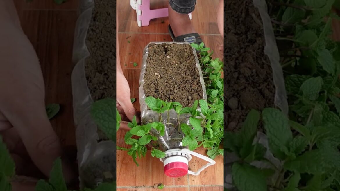 I don't need to buy Mint anymore, This planting method is perfect